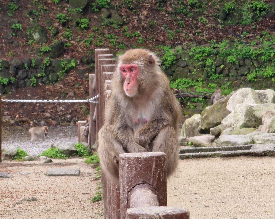 A mother monkey looking tired